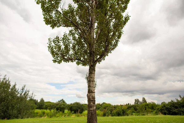 Solo Pioppo Sul Campo Albero Sullo Sfondo Cielo Grigio Nuvoloso — Foto Stock