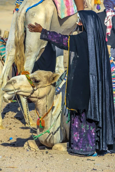 2012年9月17日 埃及Hurghada 贝都因妇女穿着黑色衣服站在撒谎的骆驼旁边 非洲当地人民 贝都因妇女 身穿黑衣 高举双手 紧挨着骆驼 — 图库照片