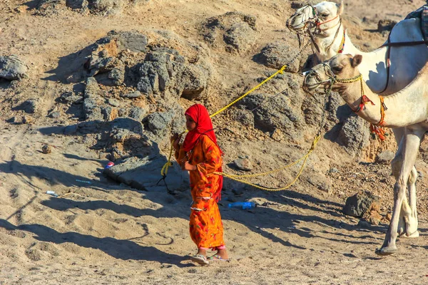 2012年9月17日 埃及Hurghada 身穿民族服装的贝都因女孩引导骆驼在沙漠中行走 非洲当地人民 — 图库照片