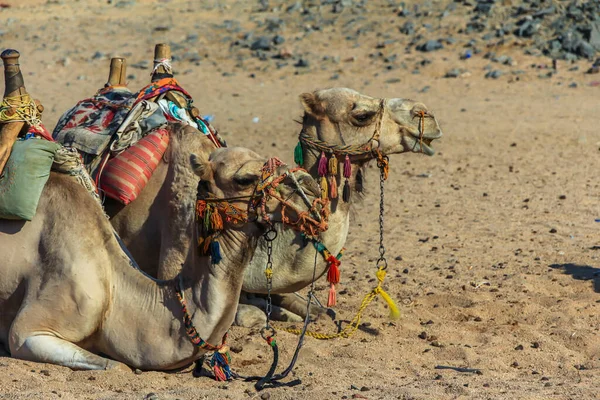 Двоє Верблюдів Відпочивають Піску Позиція Допомагає Знизити Тепло Африканські Тварини — стокове фото