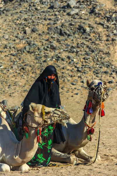 2012 Хургада Єгипет Жінка Бедуїн Чорному Одязі Стоїть Лежачи Верблюдом — стокове фото