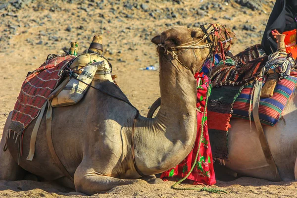 Dva Velbloudi Odpočívají Písku Pozice Která Pomáhá Tepelným Ztrátám Africká — Stock fotografie