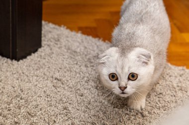 Açık gri bir İskoç Katliamı - evcil bir kedi cinsi - ev içinde. Şirin hayvanlar yakın mesafede..
