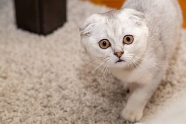 Açık gri bir İskoç Katliamı - evcil bir kedi cinsi - ev içinde. Şirin hayvanlar yakın mesafede..