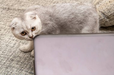 Hafif gri İskoç Katliamı - evcil bir kedi cinsi - kanepeye dizüstü bilgisayarın üstünde gidiyor..