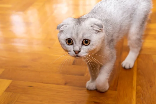 一种家养的家养猫 有点浅灰的苏格兰花 可爱的宠物靠拢 — 图库照片