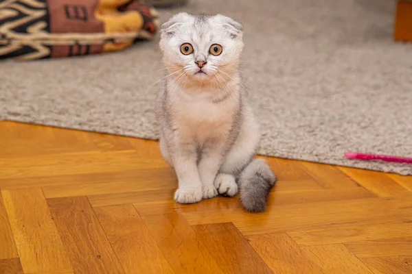 Eine Kleine Hellgraue Scottish Fold Eine Hauskatzenrasse Liegt Hause Auf — Stockfoto