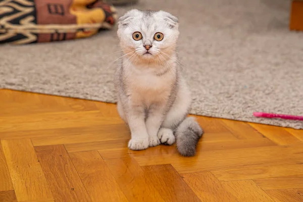 Poco Gris Claro Scottish Fold Una Raza Gato Doméstico Suelo —  Fotos de Stock