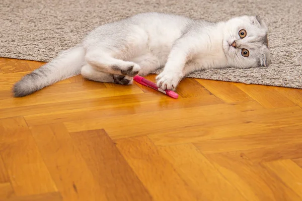 一只浅灰的苏格兰小猫 一种家养猫 在家里玩得很开心 可爱的宠物靠拢 一只小猫在打笔 — 图库照片