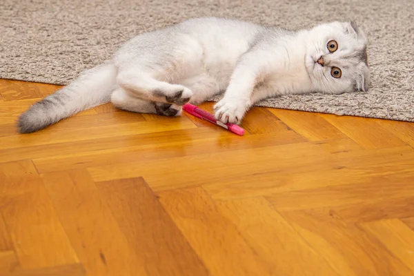 Poco Gris Claro Scottish Fold Una Raza Gato Doméstico Divirtiéndose —  Fotos de Stock