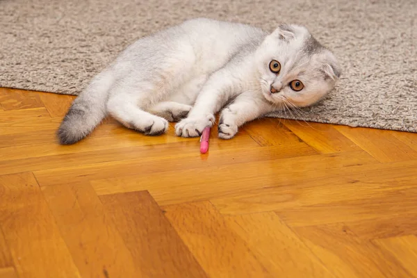 一只浅灰的苏格兰小猫 一种家养猫 在家里玩得很开心 可爱的宠物靠拢 一只小猫在打笔 — 图库照片