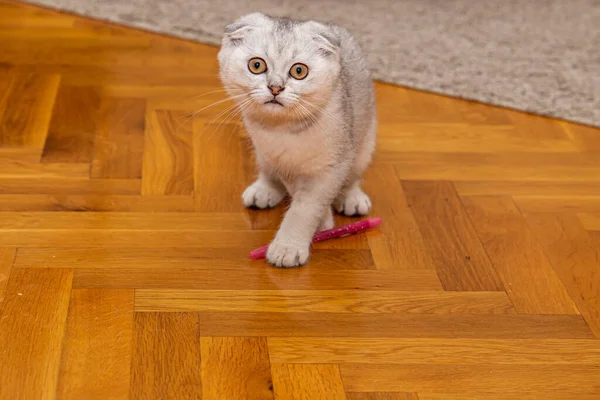 一只浅灰的苏格兰小猫 一种家养的猫 坐在家里的地板上 可爱的宠物靠拢 — 图库照片