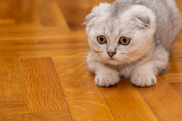 家中地板上躺着一只浅灰的苏格兰猫 一种家养猫 可爱的宠物靠拢 — 图库照片