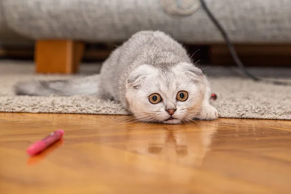 家中地板上躺着一只浅灰的苏格兰猫 一种家养猫 可爱的宠物靠拢 — 图库照片