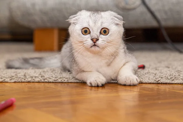 Eine Kleine Hellgraue Scottish Fold Eine Hauskatze Liegt Hause Auf — Stockfoto