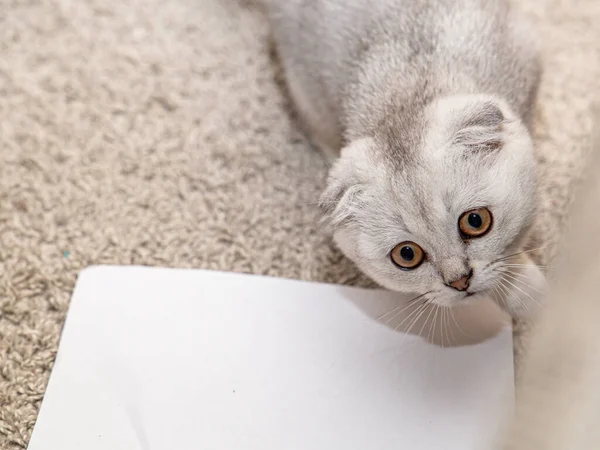 家中地板上躺着一只浅灰的苏格兰猫 一种家养猫 可爱的宠物靠拢 — 图库照片