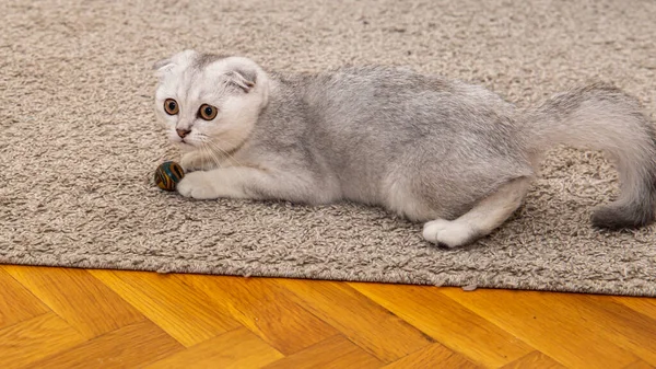 一只浅灰的苏格兰小猫 一种家养猫 在家里的地板上玩耍球 可爱的宠物靠拢 — 图库照片