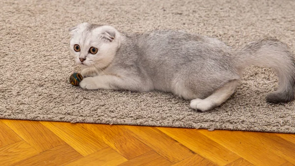 Lite Ljusgrå Skotsk Vik Ras Tamkatt Spela Boll Golvet Hemma — Stockfoto