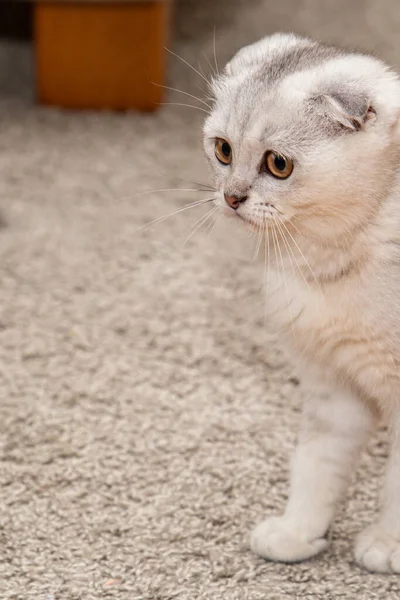 Poco Gris Claro Scottish Fold Una Raza Gato Doméstico Sentado —  Fotos de Stock