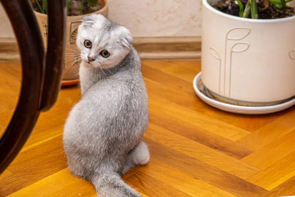 Poco Gris Claro Scottish Fold Una Raza Gato Doméstico Suelo — Foto de Stock