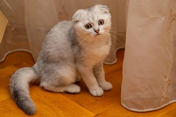 Poco Gris Claro Scottish Fold Una Raza Gato Doméstico Suelo —  Fotos de Stock