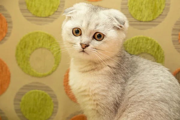 Portrait Little Light Grey Scottish Fold Breed Domestic Cat Toys — Stock Photo, Image