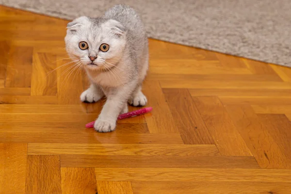 一只浅灰的苏格兰小猫 一种家养的猫 坐在家里的地板上 可爱的宠物靠拢 图库图片