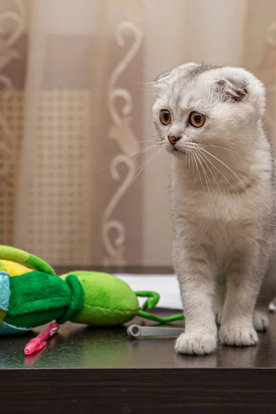 Retrato Gato Scottish Fold Sentado Una Mesa Entre Los Juguetes Imagen de archivo