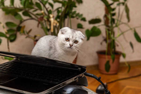 一只浅灰的苏格兰小猫 一种家养猫 躲在笔记本电脑后面 可爱的宠物靠拢 — 图库照片