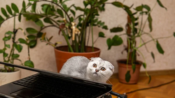 一只浅灰的苏格兰小猫 一种家养猫 躲在笔记本电脑后面 可爱的宠物靠拢 — 图库照片