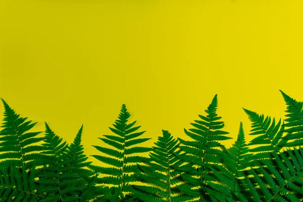 Folhas Samambaia Fundo Amarelo Papel Parede Temas Botânicos — Fotografia de Stock