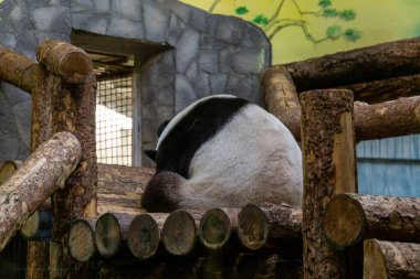 Dev panda (Ailuropoda melanoleuca; veya panda) ahşap zeminde uyur..
