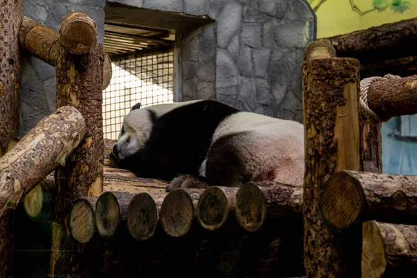 Panda Gigante Ailuropoda Melanoleuca Oso Panda Durmiendo Suelo Madera — Foto de Stock