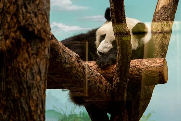 Der Große Panda Ailuropoda Melanoleuca Oder Pandabär Schläft Auf Dem — Stockfoto