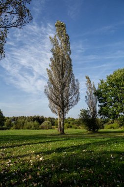 Kolomenskoye parkında geniş bir taç ve kavak ağaçlarıyla bir grup akçaağaç. Gri bulutlu gökyüzünün arka planında ağaçlar.
