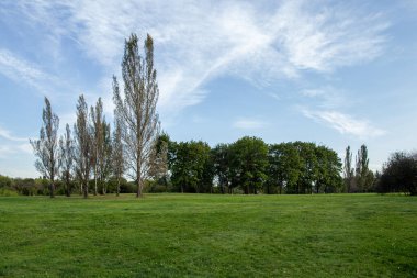 Kolomenskoye parkında geniş bir taç ve kavak ağaçlarıyla bir grup akçaağaç. Gri bulutlu gökyüzünün arka planında ağaçlar.