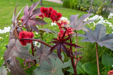 Ricinus Communis, Hint fasulyesi ya da Hint yağı bitkisi yaprakları.