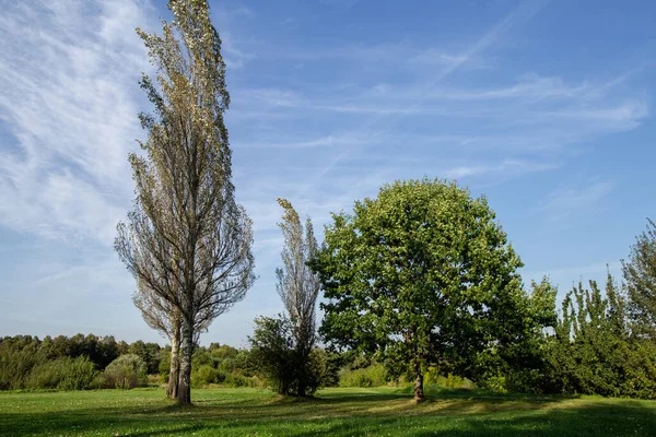 Gruppo Aceri Con Ampia Corona Pioppi Campo Nel Parco Kolomenskoye — Foto Stock