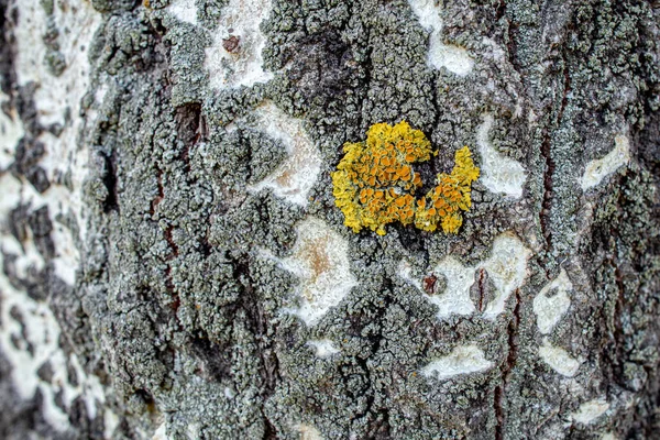 Lichen Sur Écorce Peuplier Texture Bois — Photo