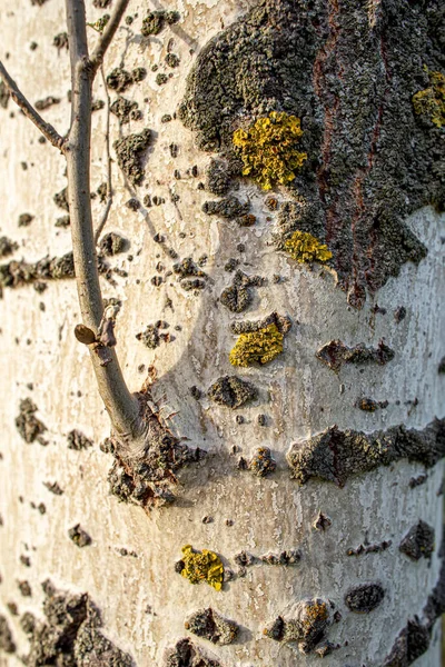 Lichen Poplar Bark Wood Texture — Stock Photo, Image