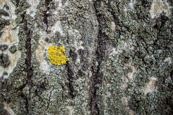 ポプラの樹皮にリヒーン 木の質感 — ストック写真