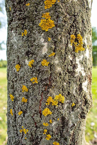 Lichene Corteccia Pioppo Consistenza Del Legno — Foto Stock