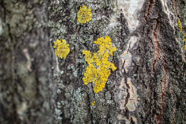 ポプラの樹皮にリヒーン 木の質感 — ストック写真