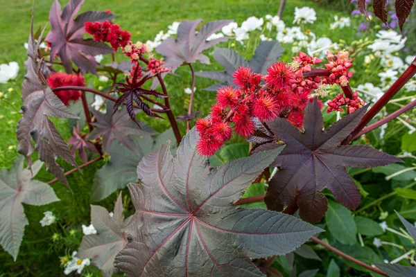 Leaves of Ricinus communis, the castor bean or castor oil plant