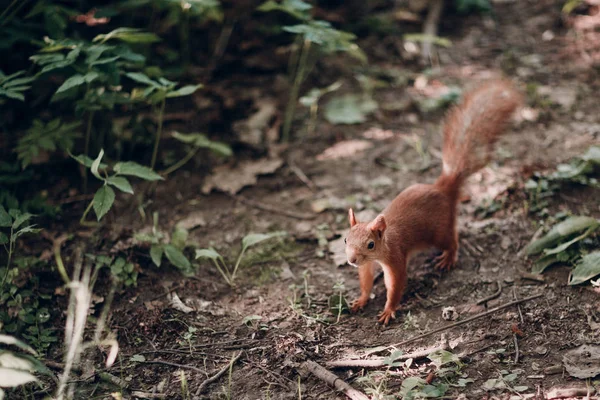 Écureuil drôle mignon dans la forêt terrestre été — Photo