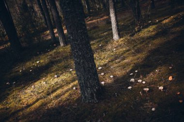 Glade bir çam ormanı içinde mantar ile