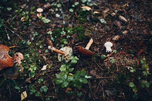 Pilzsaison Herbst Moos — Stockfoto