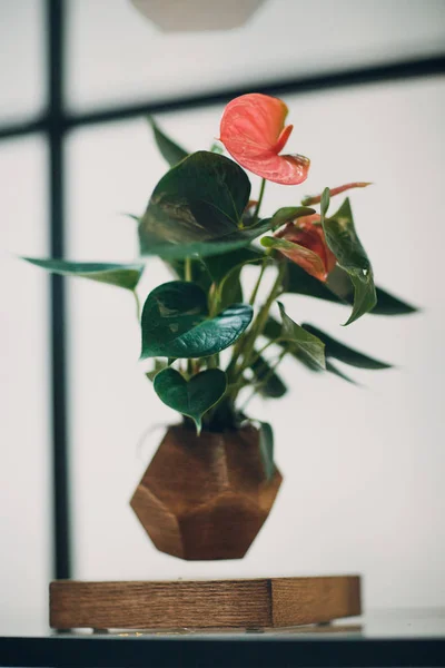 Levitating Flower Wooden Pot — Stock Photo, Image