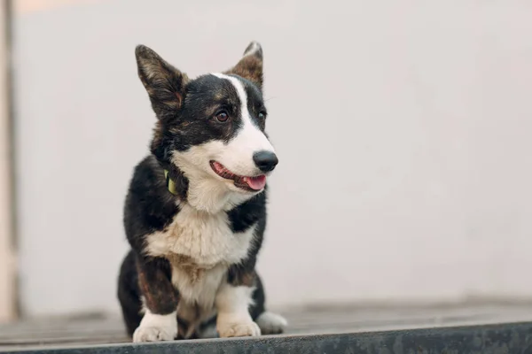 Corgi Walesiska Cardigan Valp Hund — Stockfoto