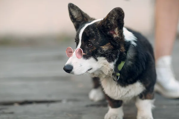 科尔吉威尔士开衫小狗在粉红色护目镜眼镜 — 图库照片